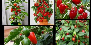 दोर्दी गाउँपालिकामा अकबरे खुर्सानी खेतीका लागि ३० लाख बजेट : प्रस्ताव पेश गर्न आह्वान